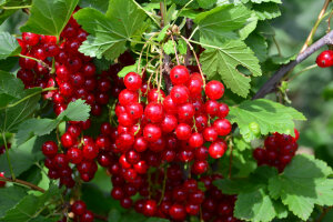 Currant Red